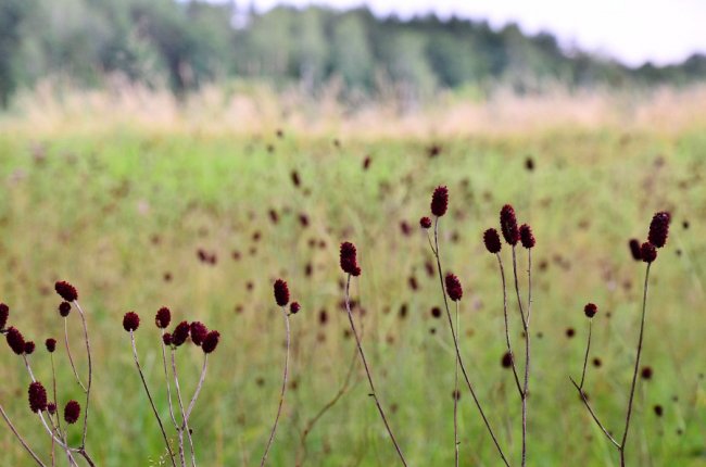 Рідкісна краса: фото червонокнижних рослин «Цуманської пущі»