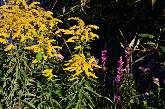 Рідкісна краса: фото червонокнижних рослин «Цуманської пущі»