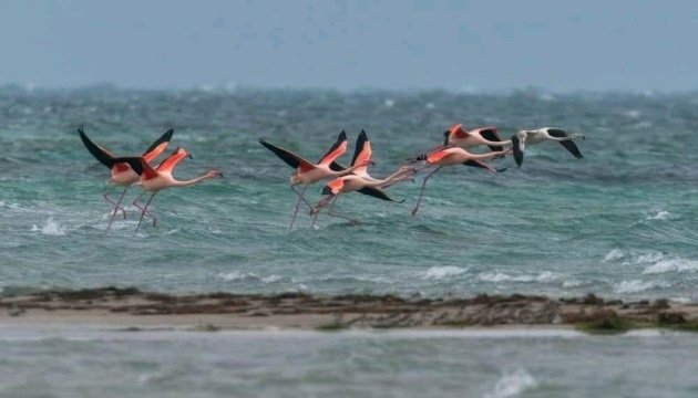 У Криму помітили зграю рожевих фламінго
