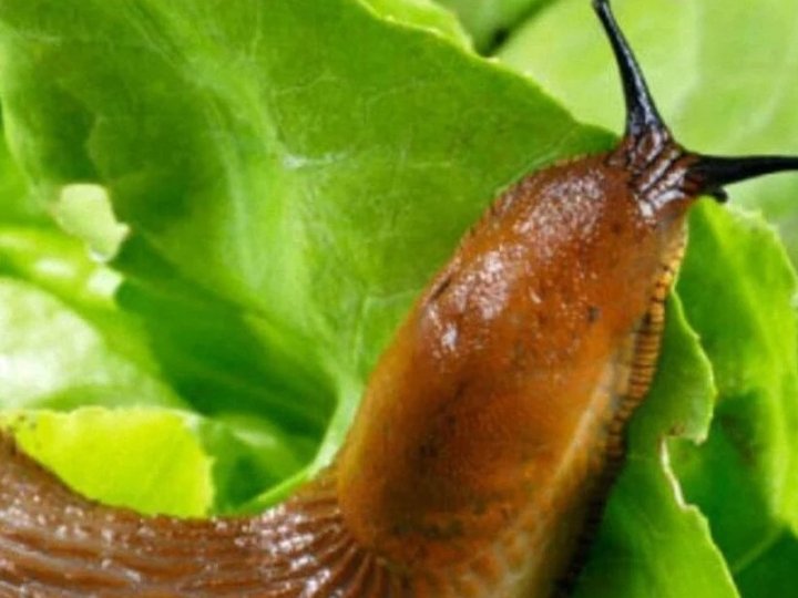 Як позбутися слимаків на капусті без хімії: дієві поради