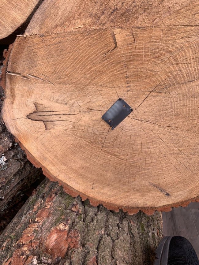 На Волині на блокпосту зупинили водія вантажівки, який незаконно перевозив 50 колод дуба. ФОТО