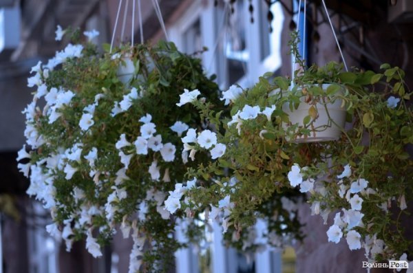 Фотопогляд: проспект Волі