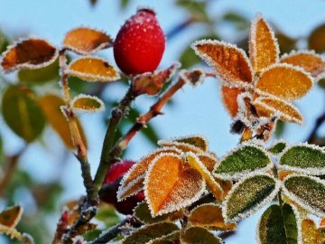 В Україні зафіксували перші заморозки