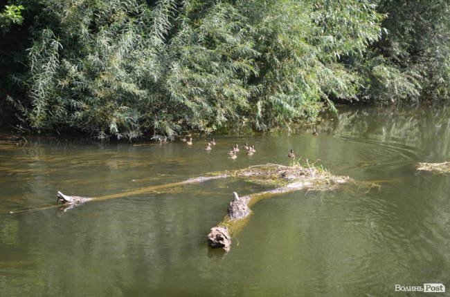 Стир судноплавний, або Подорож луцькою Амазонкою. ФОТО