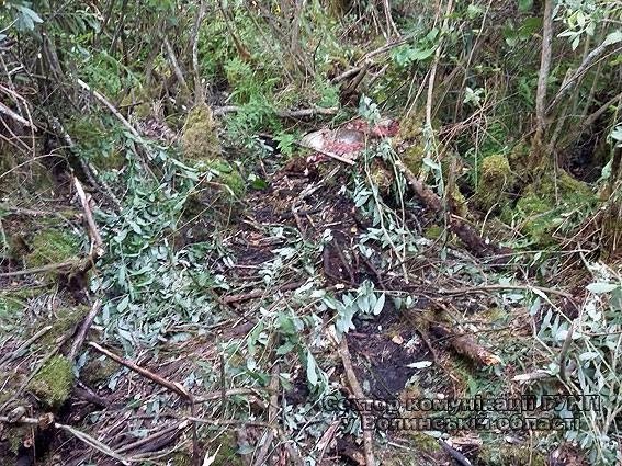 Стало відомо, хто незаконно вполював лося на Волині. ФОТО