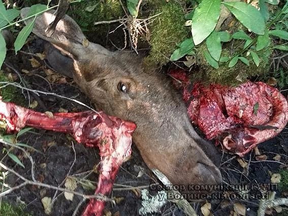 Стало відомо, хто незаконно вполював лося на Волині. ФОТО