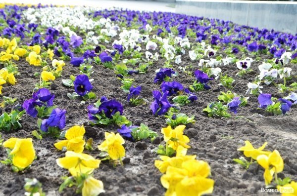 Як заквітчують центральну площу Луцька. ФОТО