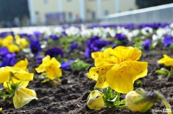 Як заквітчують центральну площу Луцька. ФОТО