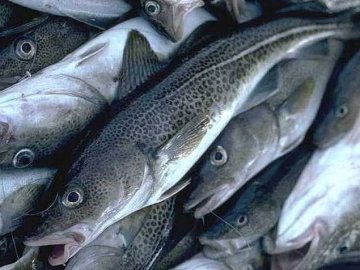Компанії-імпортери риби вирощуватимуть рибу в Україні