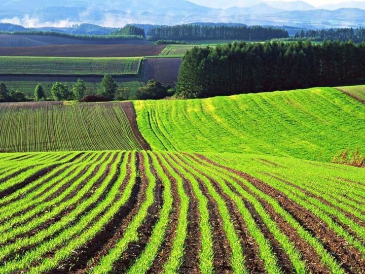 На Волині у недобросовісного орендаря хочуть забрати понад 90 гектарів землі