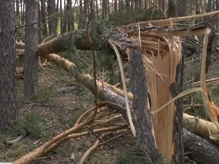 На Волині буревій знищив 150 гектарів лісу. ВІДЕО