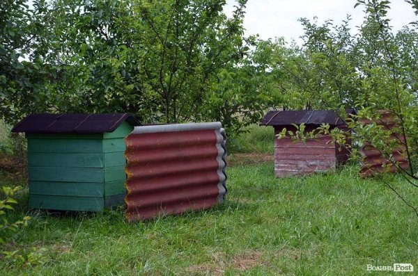 Є тут і вулики. Орендар планує в майбутньому облаштувати сауну на бджолах.