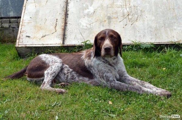 Місцеві пси спокійні, до незнайомців звикли, тому їх можна не боятися.