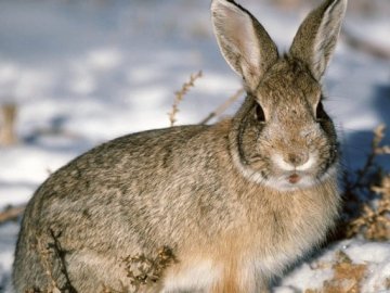 На Волині браконьєр вбив зайця-русака