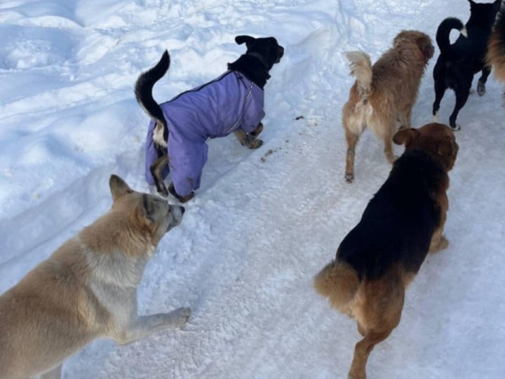 Зросла кількість зграй небезпечних собак: у громаді на Волині скандал