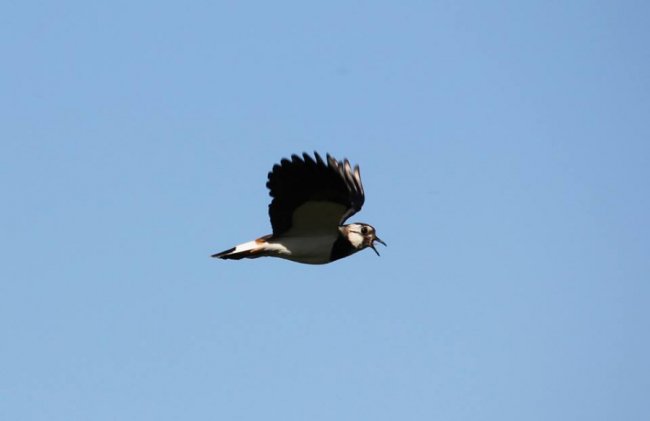 Показали неймовірні фото чайок з волинського нацпарку