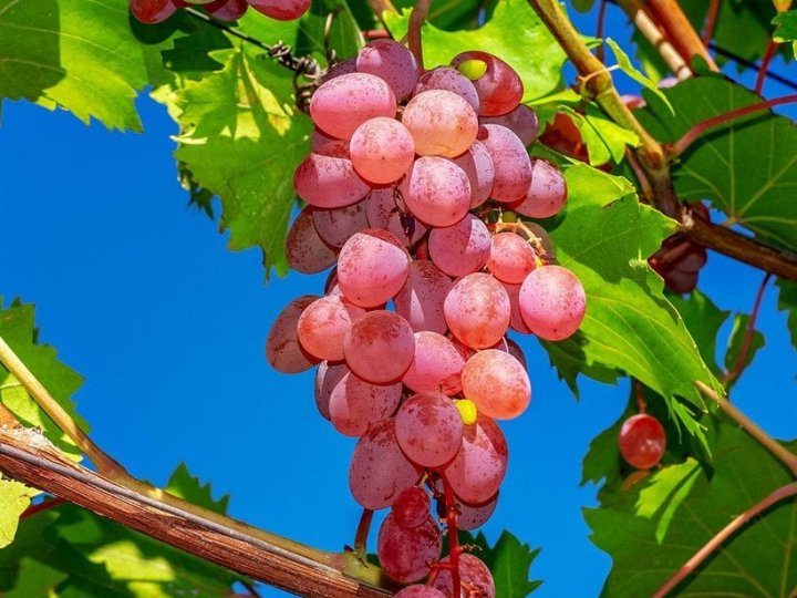 Чим та як обробити виноград, щоб він пережив зиму