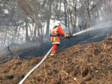 У громаді на Волині виплачуватимуть грошову винагороду за виявлення паліїв