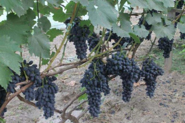 Фермер з Волині вирощує 57 сортів винограду у теплицях