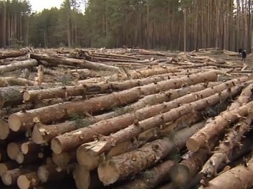 Судитимуть керівника підприємства, яке незаконно рубало дерева у нацпарку на Волині