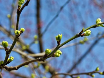 Волинські синоптики повідомили, чи буде похолодання