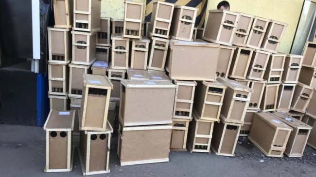 На Закарпатті загинули 8 мільйонів бджіл, яких доставляли вантажівкою пошти 