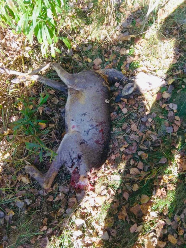 На Волині браконьєр вбив козулю. ФОТО 18+