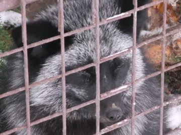 Тваринам уже тісно: Директор Луцького зоопарку просить розширити звіринець. ВІДЕО