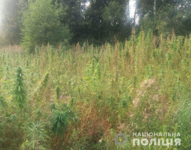 На Волині поліцейські знайшли велику плантацію конопель. ФОТО