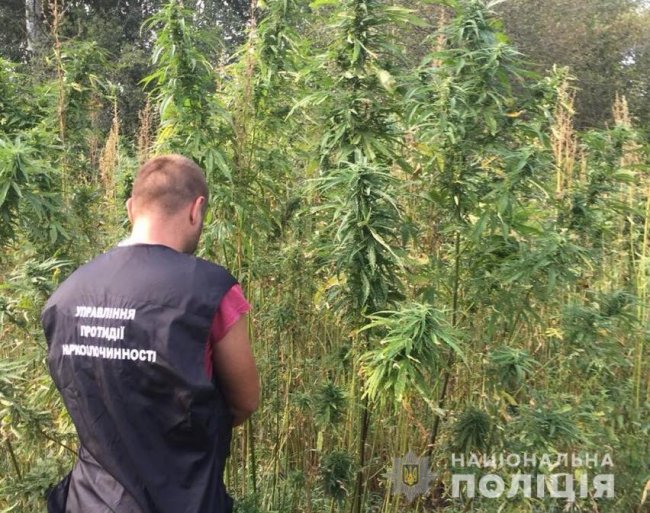 На Волині поліцейські знайшли велику плантацію конопель. ФОТО