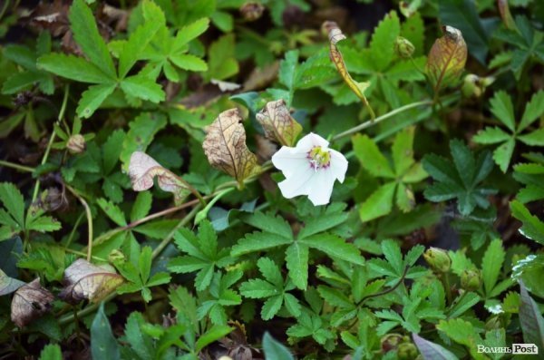 Фотопогляд: Луцьк вздовж колії