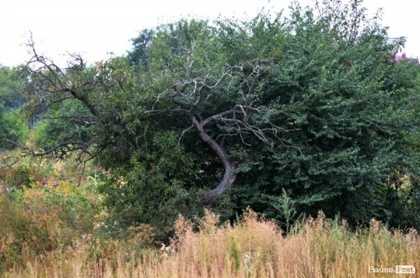 Фотопогляд: Луцьк вздовж колії
