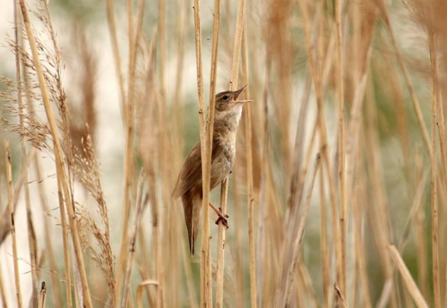 Її пісня нагадує булькання болотних пухирів: волинський фотограф «упіймав» незвичну пташку