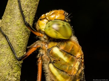 Волинський фотограф опублікував неймовірні макросвітлини комах та рослин