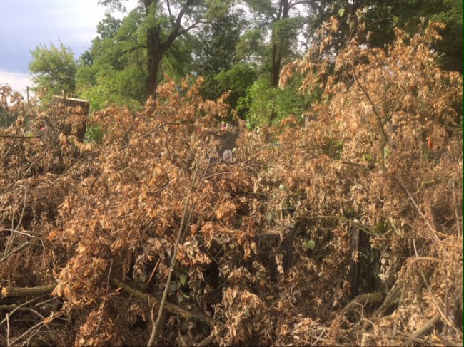 Вандалізм на кістках: у Ківерцях комунальників звинувачують у знищенні кладовища. ФОТО