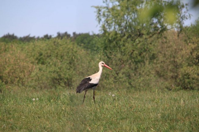 Лелеки позували у полі для волинського фотографа