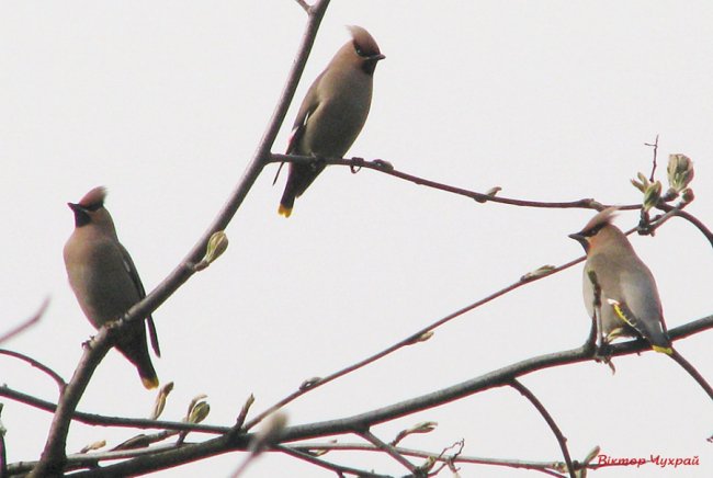 У нацпарку на Волині – пташиний рекорд