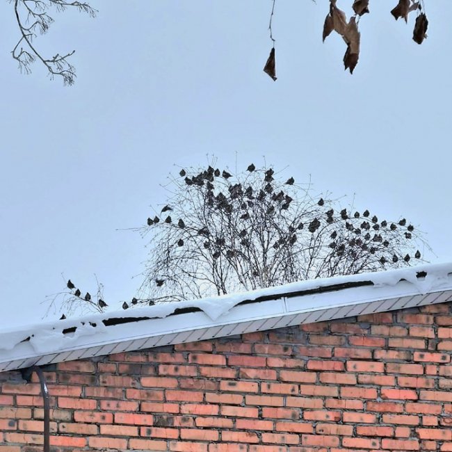 У нацпарку на Волині – пташиний рекорд