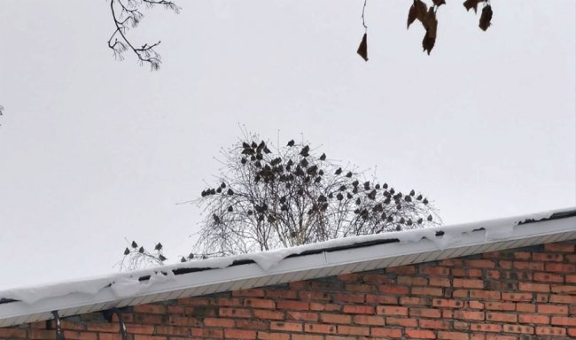 У нацпарку на Волині – пташиний рекорд