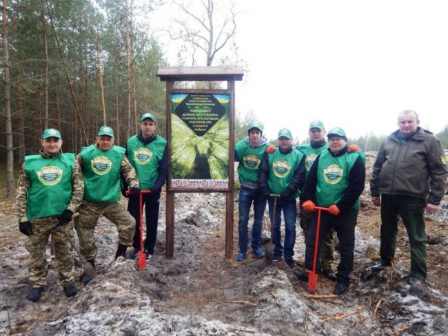 Лісокультурна кампанія в розпалі: показали, як заліснювали Любомльщину. ФОТО
