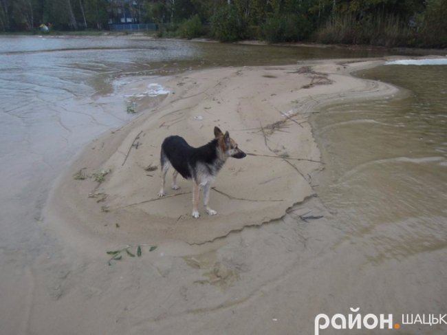 Самотній і чудернацький: оприлюднили фото осіннього Світязю