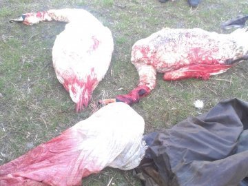 На Волині застрелили пару лебедів
