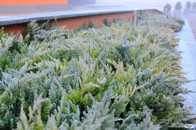 Паморозь і густий туман: чарівний ранок у Луцьку. ФОТО