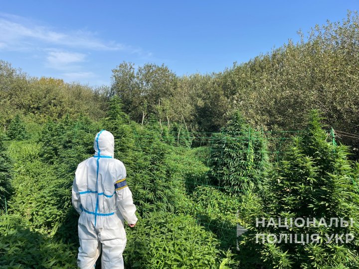 Заробляли мільйони: на Волині ліквідували злочинну схему з вирощування та збуту канабісу