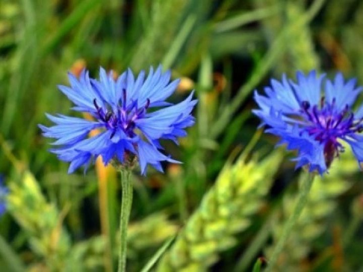 Погода в Луцьку та Волинській області на завтра, 29 червня