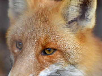 Є лише у трьох звіринцях України: у Луцькому зоопарку – нові мешканці