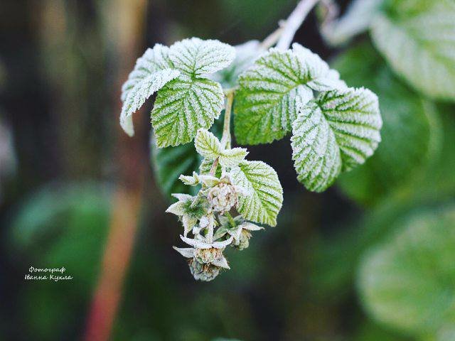 Іній всюди: неймовірні фото квітів від луцького фотографа