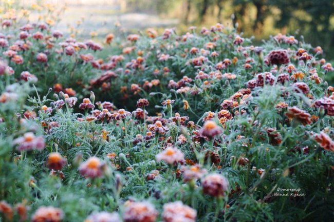 Іній всюди: неймовірні фото квітів від луцького фотографа