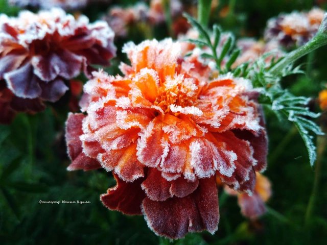 Іній всюди: неймовірні фото квітів від луцького фотографа
