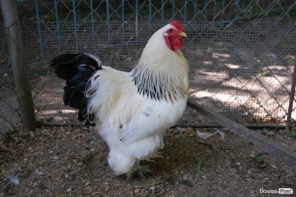 Луцький зоопарк планували розширити ще за Кривицького. ФОТО